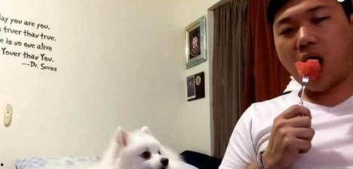 娱乐吃瓜酱虐猫博主小说,吃瓜酱小说揭秘